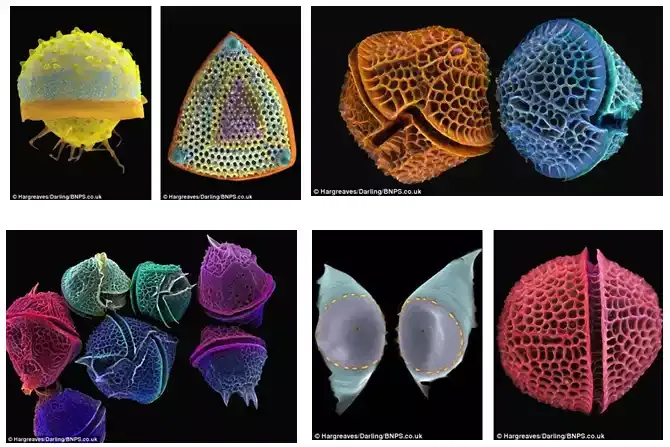 Diatomaceous earth (1)